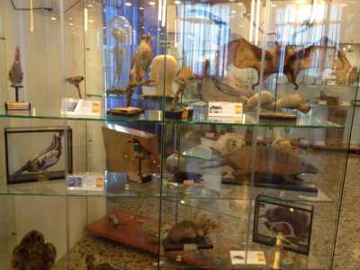 La sezione zoologica con i suoi 165 uccelli e 29 mammiferi imbalsamati
